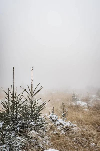 Vertical Shot Natural Scenery Field Dry Grass Covered Snow Fog — Stock Photo, Image