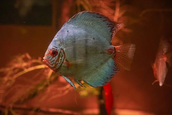 Eine Nahaufnahme Eines Dreieckigen Fisches Mit Einer Wasserrotpflanze Hintergrund — Stockfoto
