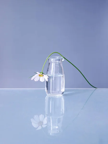 Beautiful Shot Cosmos Flower Glass Vase — Stock Photo, Image