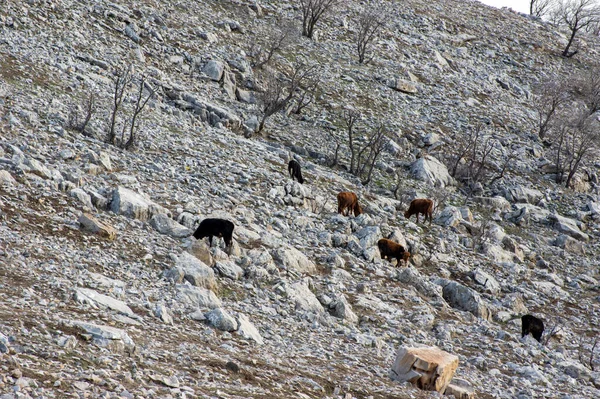 들판에서 소들의 — 스톡 사진