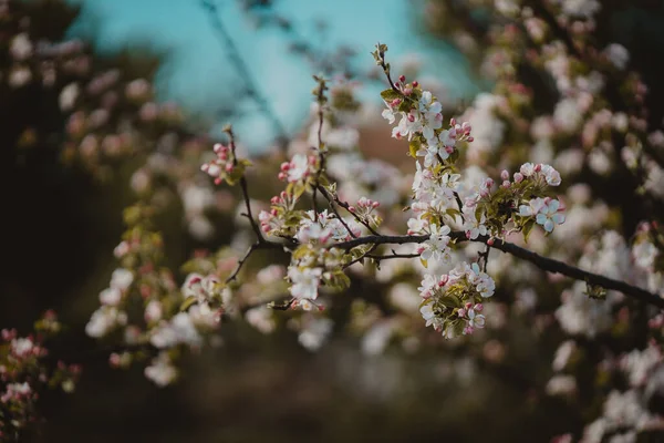 背景に花が咲く木の枝のクローズアップ — ストック写真