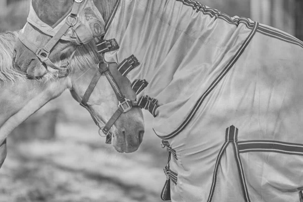 Graustufenaufnahme Eines Mit Augenbinde Bekleideten Pferdes Das Vor Dem Stall — Stockfoto