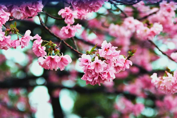 Egy Közeli Felvétel Cseresznyevirágzásról Ueno Templomban Japánban — Stock Fotó