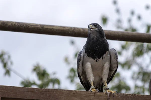 Low Angle Black Chested Buzzard Eagle Geranoaetus Melanoleucus Perched Wooden — Stock Photo, Image