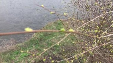 Bulutlu bir günde, gölde açan ağaç.