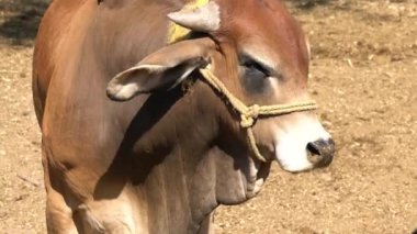 Avlunun etrafında yakın çekim çiftliği konseptiyle dolaşan bir boğa.