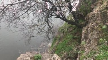 Gölün üstündeki kayalıklarda çiçek açan kayısı ağacı.