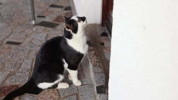 Mignon Chat Noir Blanc Qui Attend Devant Une Porte Pour — Video