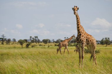 Uzun zürafalar güneşli bir günde tarlada özgürce yürüyorlar.