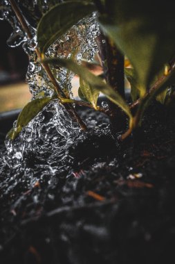 Çiçek saksısına dikey su damlası.