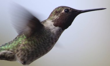 Kanatları gökyüzünde açık uçan küçük bir sinekkuşunun yakın çekimi.