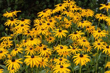 Sarı rudbeckia çiçekleri güneşte açar