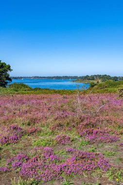 Morbihan körfezinde Ile-aux-Moines, fundalık fundalık çiçek