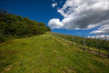 Gündüz vakti tarımın yanındaki çimlerin çok güzel bir görüntüsü..