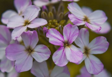 Bulanık bir arka planda, güzel beyaz ve mor Lunaria çiçek çalılarının yakın çekimi.