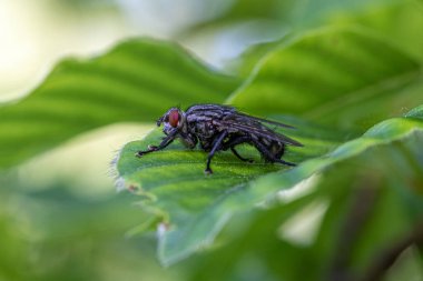Bahçede yeşil bir yaprağın üzerinde oturan sinekler.
