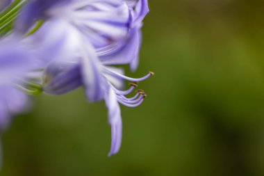 Mavi bir afrikalı zambağının filatellerinin yakın çekimi (agapanthus)