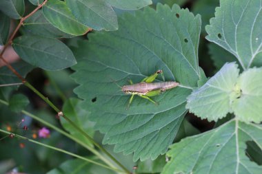 Yaprağın üzerinde yeşil bir çekirge.