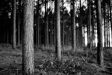 Ormandaki ağaçların ve kuru otların gri tonlu bir görüntüsü.