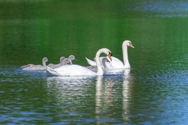 Beyaz anne cygnets ile yüzüyor