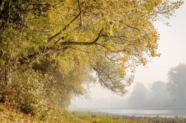 Büyük kavak ağaçları ve sabah sisiyle bataklık kıyısının panoramik manzarası..