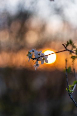 bir bahar nesnesinin güzel renkli fotoğrafı