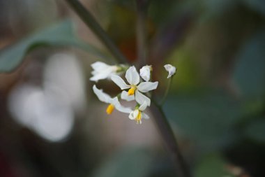 Güzel bir siyah itüzümü.