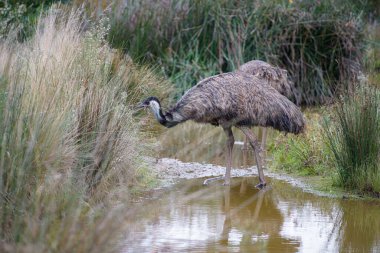 Emu 'nun doğadaki yakın çekimi.