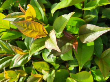 Leucothoe bitkisinin güneşin altındaki yapraklarının dikey görüntüsü.