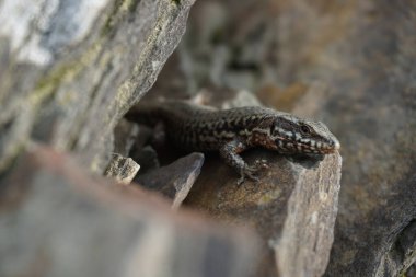 Kayaların üzerindeki bir duvar kertenkelesinin seçici odak noktası.