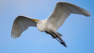 Büyük beyaz bir balıkçıl ya da karlı bir balıkçıl Florida 'da mavi gökyüzünde yüksekte uçuyor.