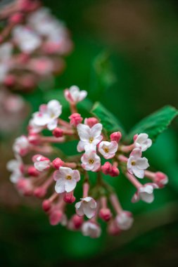 A beautiful shot of a blossoming tree