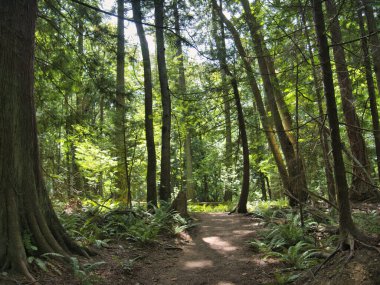 Güneşli bir günde Pasifik Kuzeybatı Ormanı 'nda doğal bir manzara.