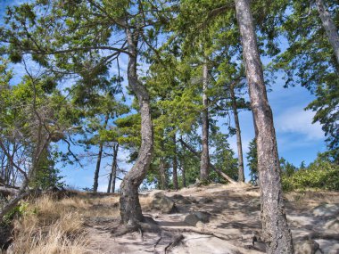 Yaz mevsiminde Skagit ilçesinin kıyılarının doğal bir görüntüsü.