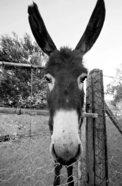 Vertical Grayscale Shot Portrait Donkey Fence — Stock Photo, Image
