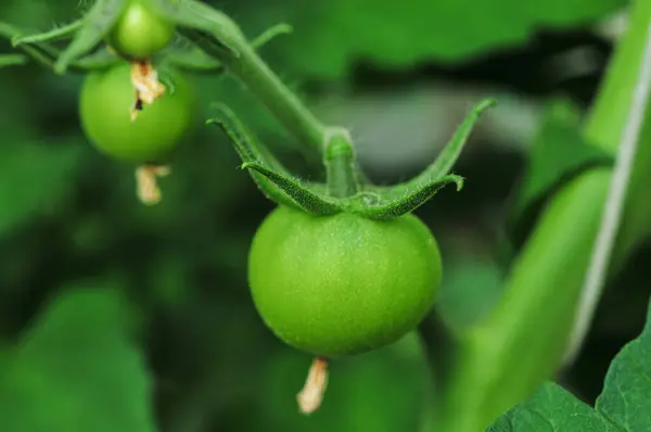 Closeup Shot Umodne Grønne Tomater - Stock-foto