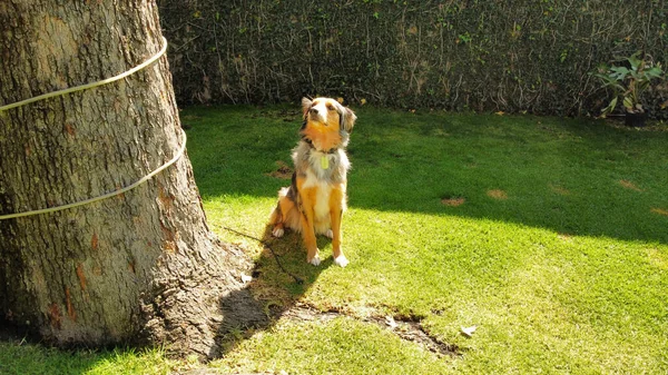 Detailní Záběr Australského Ovčáckého Psa Sedícího Zeleném Trávníku Vzhlížejícího — Stock fotografie