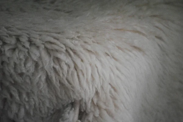 Cuir Avec Laine Mouton Blanche Pour Décorer Les Intérieurs — Photo