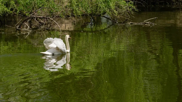 湖に浮かぶ優雅な白鳥の美しい景色 — ストック写真