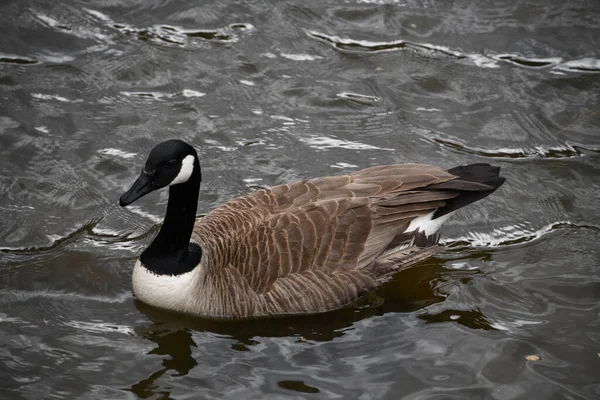 Shallow Focus Shot Canada Goose Swimming Wavy Gray Lake — Stock Photo, Image