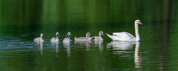 Weißer Mutterschwan Schwimmt Mit Cygnets — Stockfoto