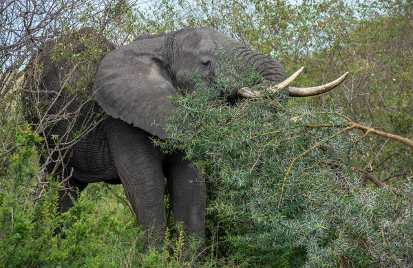 Grande Elefante Africano Che Mangia Erba Nel Parco — Foto Stock