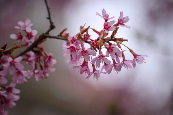 Selective Focus Shot Branch Pink Blossoms — Stock Photo, Image