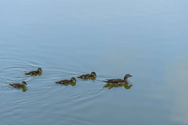 Canard Pataugeant Avec Ses Canetons Dans Lac — Photo