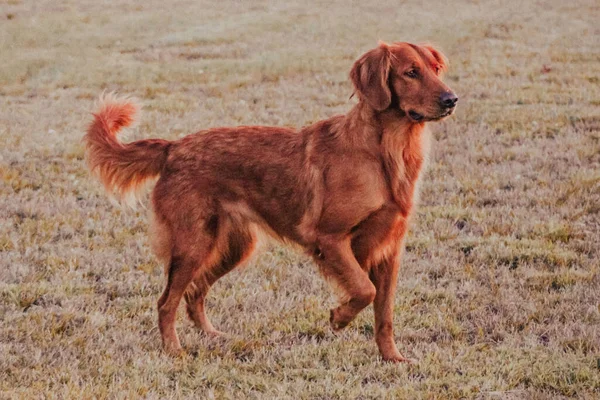 Golden Retriever Che Cammina Tra Praterie — Foto Stock