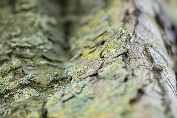 木の樹皮の緑の苔の質感 クローズアップ — ストック写真