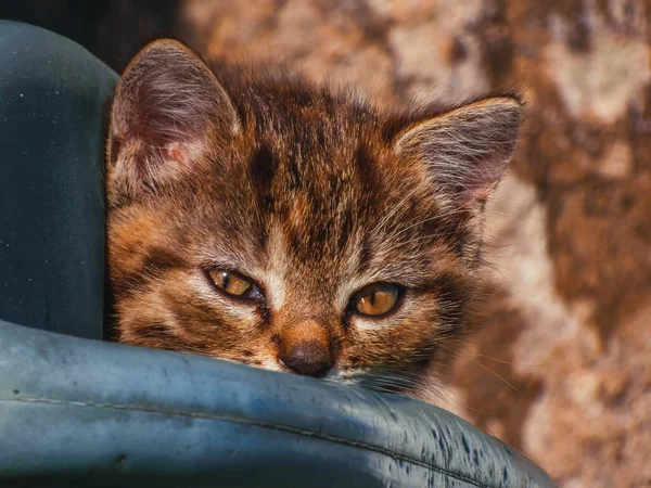 Ένα Κοντινό Πλάνο Μιας Χαριτωμένης Καφέ Ριγέ Γάτας Καστανά Μάτια — Φωτογραφία Αρχείου