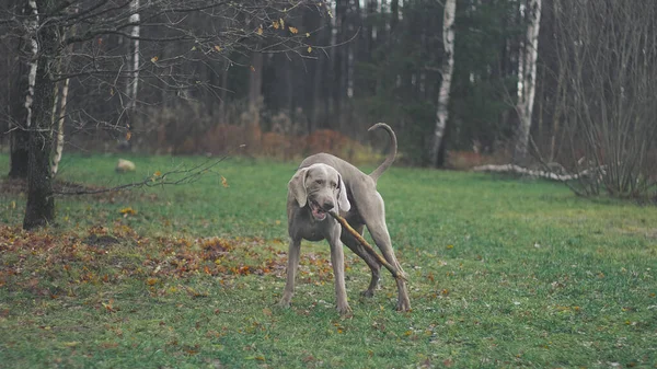 Веймаранская Собака Играет Парке — стоковое фото