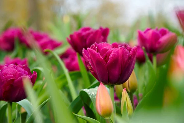 Eine Nahaufnahme Von Blühenden Tulpen Auf Dem Feld — Stockfoto