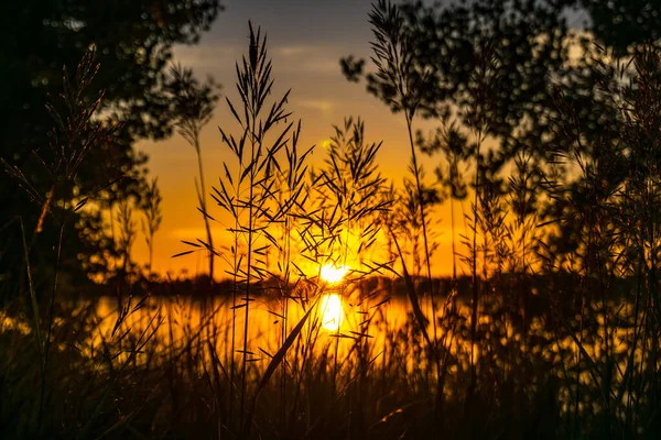 Gün batımında bulutlu gökyüzü ile birlikte deniz kenarındaki bir tarlada ağaçlardan ve bitkilerden oluşan bir siluet.